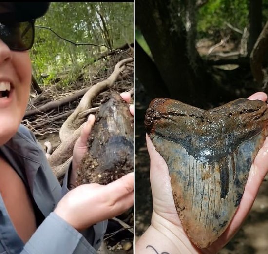 美国一对夫妻发现一颗史前巨齿鲨牙齿 比人的手还大