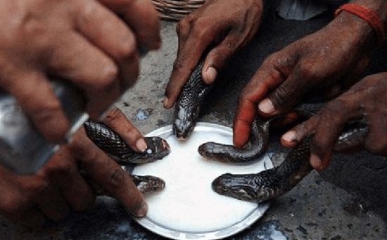 在印度，<em>蛇</em>究竟是一种多么窝囊的生物
