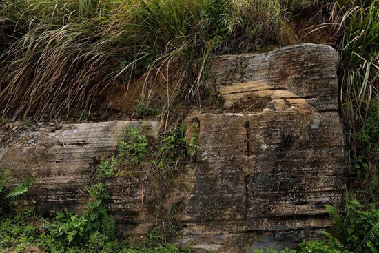 <em>长达</em>3米 广西隆林境内发现中国最大早三叠世鱼龙化石
