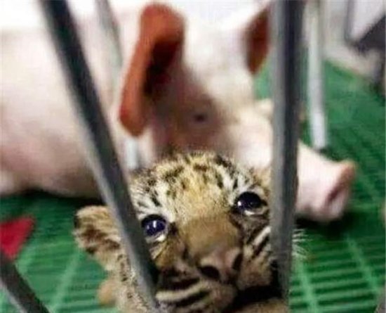 泰国一只小老虎被母猪养大，老虎成年后，对猪妈妈的感情引人...