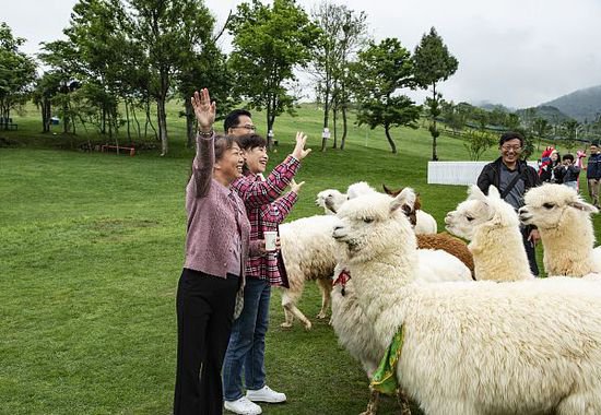<em>贵州</em>黔西：游客参观羊驼小镇