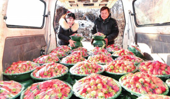 发展<em>草莓种植</em>产业 壮大农村集体经济