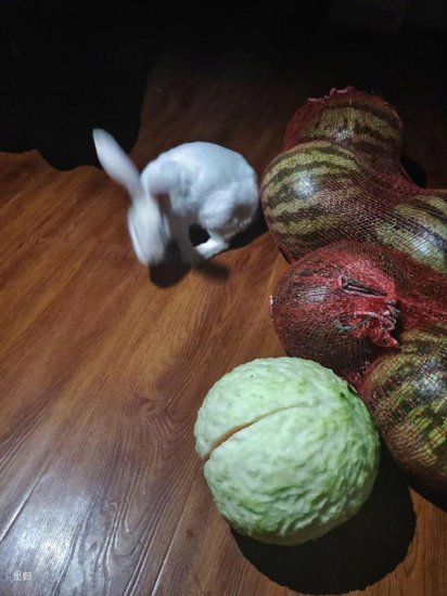 兔子咬西瓜一千多口没吃到瓤：画面萌翻网友！主人回应了