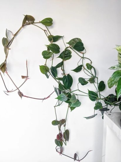 用这6种不同的方法，让盆栽绿植在墙上攀爬生长