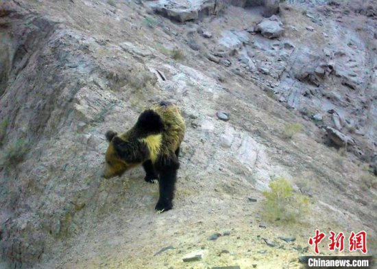 新疆罗布泊野骆驼国家级自然保护区首次拍摄到棕熊珍贵影像