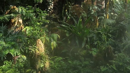 带你穿越植物王国！探访昆明植物园“扶荔宫”
