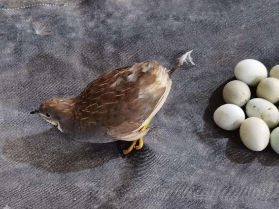 客厅鱼缸里就能养的宠物鸡，一年产蛋300个，网友：<em>鸡蛋捡到</em>...