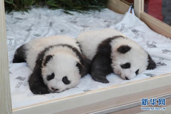 在德国出生的<em>大</em>熊猫双胞胎<em>取名</em>“梦想”“梦圆”