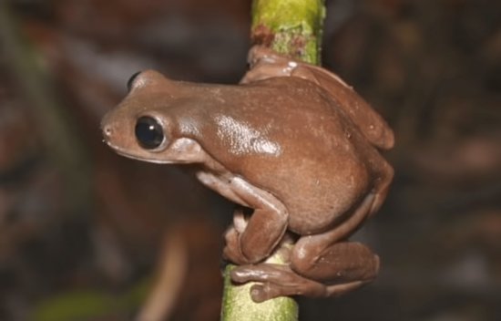新几内亚发现新物种“巧克力蛙”，震惊的科学<em>家取名</em>“惊讶”