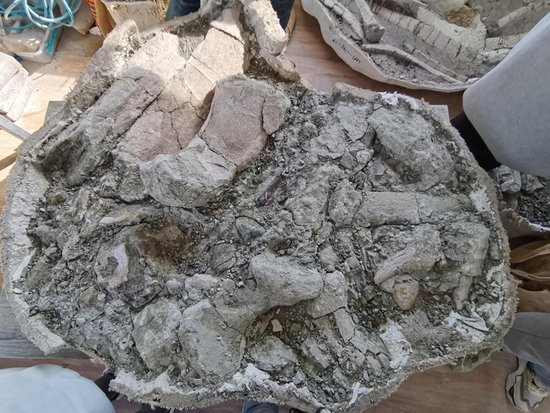 延吉恐龙化石发掘新进展：新发现保存较<em>完整的</em>恐龙化石20余件