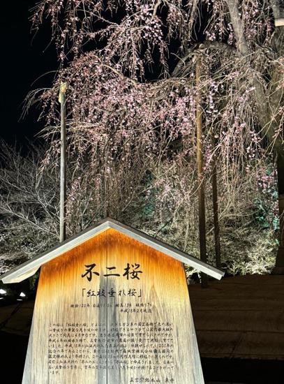 在京都东寺夜赏樱花遥想空海大师的“虚往实归”