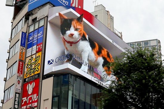 日本运营方回应街头3D巨型猫咪:希望它和八公齐名
