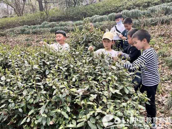 探索家乡的茶园 杭州市安吉路幼儿园开展巴学实践活动