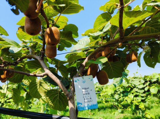 天溪农业猕猴桃认养计划，探索现代农业科技的味道