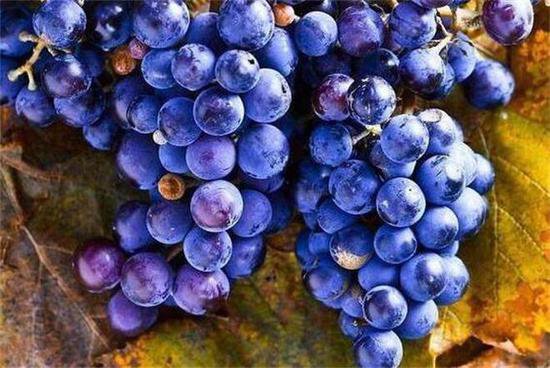 <em>蓝莓</em>葡萄是<em>什么品种</em>？<em>蓝莓</em>葡萄为什么这么贵？能放冰箱冷藏吗？