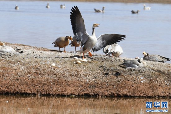 超有爱！甘肃盐池湾湿地斑头雁进入孵化高峰期