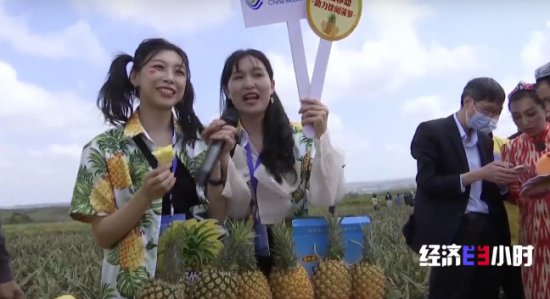 RCEP市场迎来“<em>中国菠萝</em>”！年产值飙升至25亿元，徐闻<em>菠萝</em>...