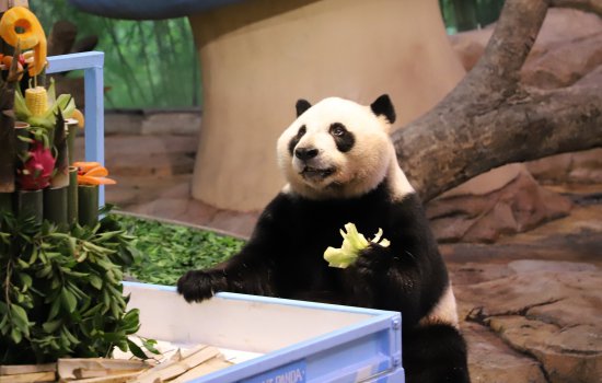 今天，祝全球唯一大熊猫<em>三胞胎</em>生日快乐！