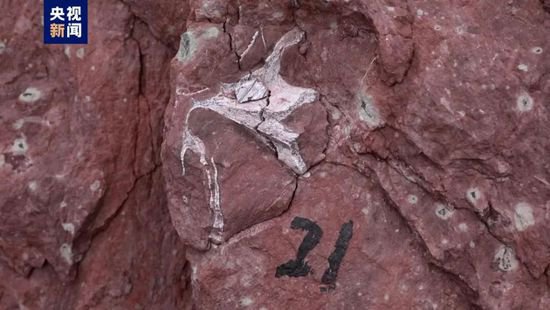 广西东兴恐龙化石研究再添新进展 这种形成保存方式国内罕见