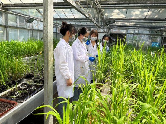 贵州<em>大学团队</em>创制出一种新型绿色农药