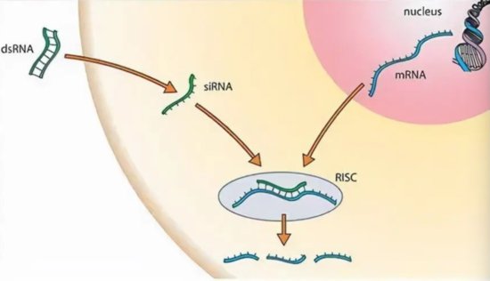 乙肝创新药物开发，siRNA/ASO等小核酸药物，机制及开发前景...