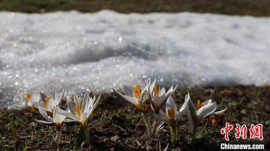 新疆察布查尔县：顶冰盛开的白番红花惹人醉