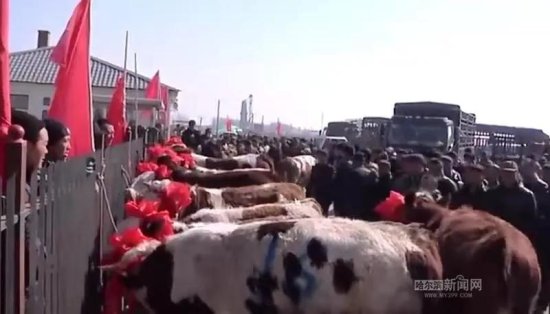 金牛披红！<em>哈市江北</em>最大的牲畜交易市场开集