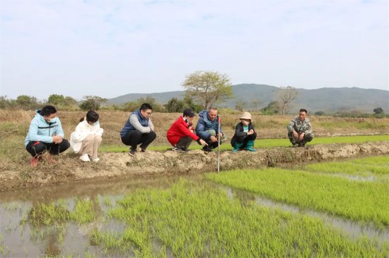 昌江：农技人员下乡指导农户做好农作物防寒防病工作