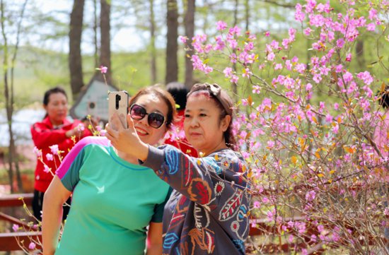 内蒙古阿尔山：杜鹃花海盛放 吸引游客花式“打卡”
