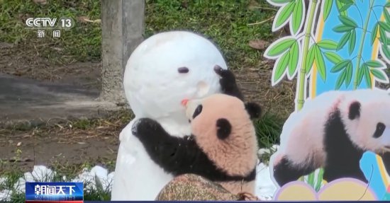 大熊猫“莽仔”的幺儿有名字啦 叫“莽灿灿”！