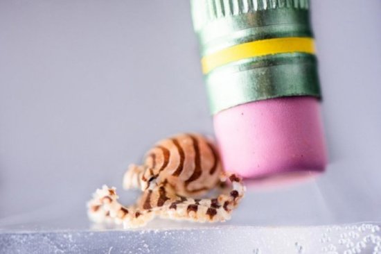 科学家成功培育小型条纹章鱼模式动物：孵化时只有一粒米大小