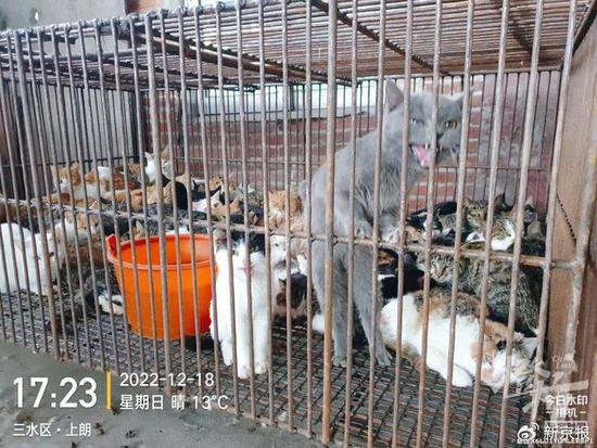 爱猫失踪后90后上海女孩只身暗访整条产业链