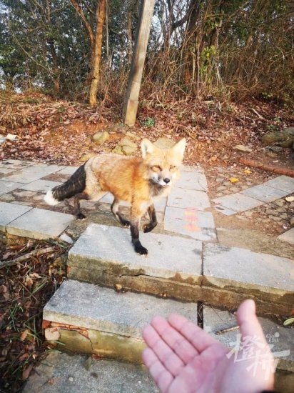 杭州这一只狐狸，它从哪里来？