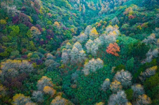 安吉有个国内唯一的森林公园，50000多棵金钱松实属罕见