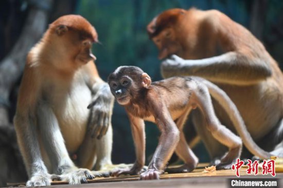濒危物种长鼻猴落户广州七年 家族不断壮大