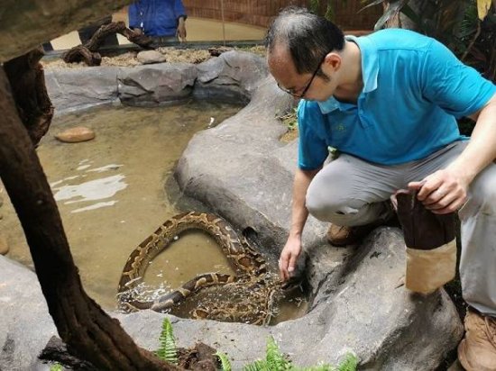 上海动物园为蟒蛇打造新家 “森系豪宅”清新亮眼又有趣