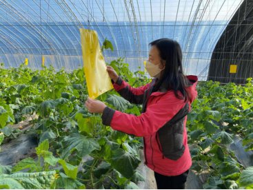 节气探农事 | 京郊农业生产建立病虫害动态监测预警体系
