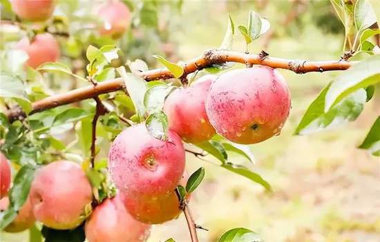 古代的苹果不叫“苹果”，古人<em>取</em>了<em>个</em>唯美<em>的名字</em>，日本现在还在...