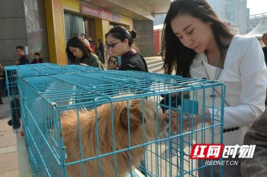 长沙：科学预防狂犬病，一群<em>宠物</em>狗领到“电子身份证”