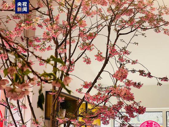 提前两个月 去北京玉渊潭公园赏樱花！