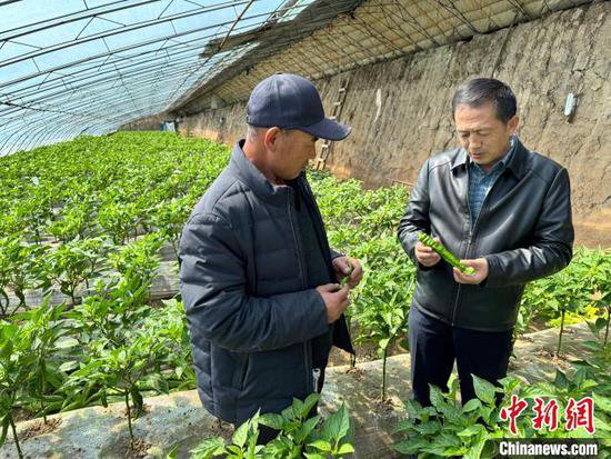 青海：培育地理标志农产品乐都长辣椒产业 守护民众“钱袋子”