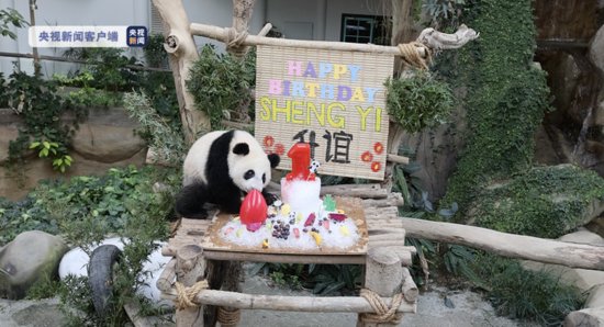 中马建交日 马来西亚为大熊猫<em>宝宝</em>“升谊”庆祝周岁生日