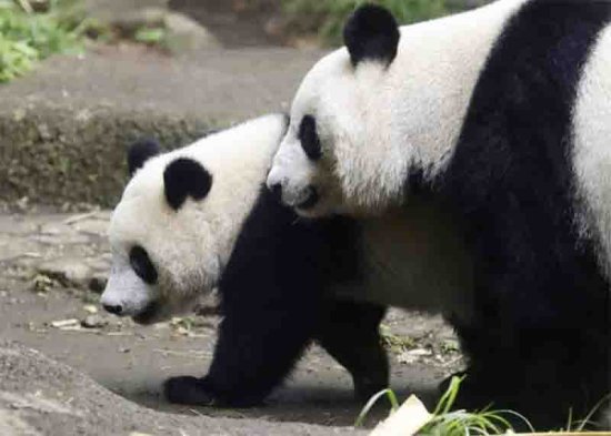 中国旅日大熊猫“仙女”出现<em>妊娠征兆</em>