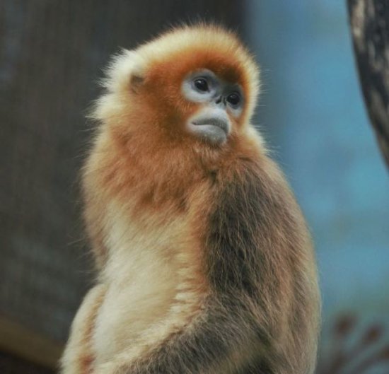 非常有爱！武汉动物园5只金丝猴有了<em>霸气的名字</em>