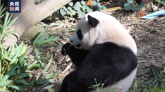旅新大熊猫“叻叻”启程回国