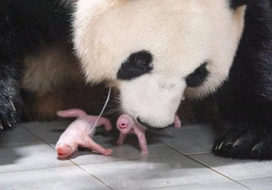 道中华| 大熊猫因何得名，<em>又如何</em>成为世界团宠？