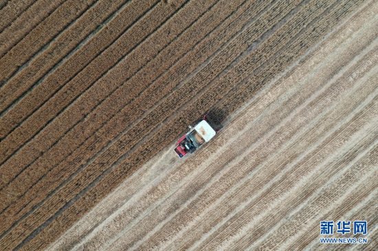 全国已收获冬小麦<em>面积</em>约2亿亩 机收<em>比例</em>超98%