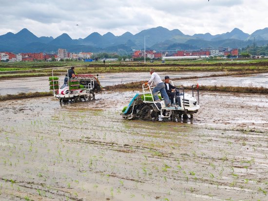 <em>机械</em>助力贵州惠水4.2万亩水稻插秧