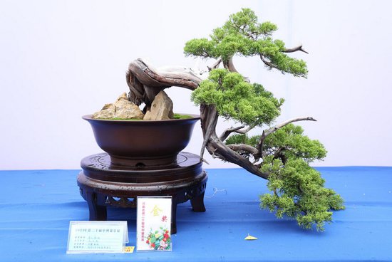 第二十届中国·中原花木交易博览会在许昌鄢陵开幕