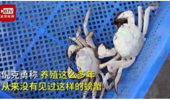 通体炫白？白色大闸蟹隔着壳能看到蟹黄 汉白玉螃蟹<em>是什么品种</em>？